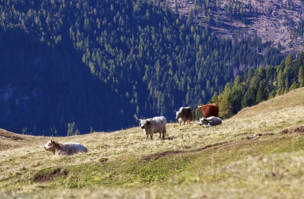 Small group of highland cattle on a hill with wooded mountains in the background