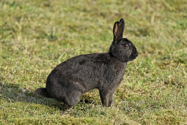 Wild rabbit (Oryctolagus cuniculus), standing on a meadow, Texel, West Frisian Islands, province of North Holland, Netherlands