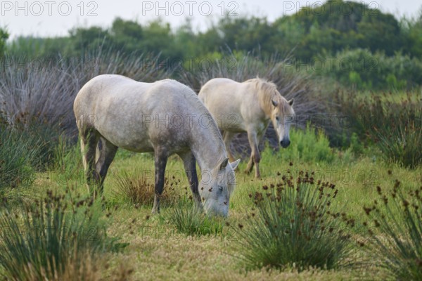 White Camargue horses grazing peacefully in a green meadow surrounded by plants and natural surroundings, Camargue, France, Europe