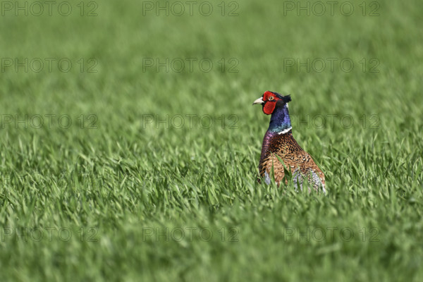 Pheasant or hunting pheasant (Phasianus colchicus), male standing in meadow, Lake Neusiedl National Park, Seewinkel, Burgenland, Austria, Europe