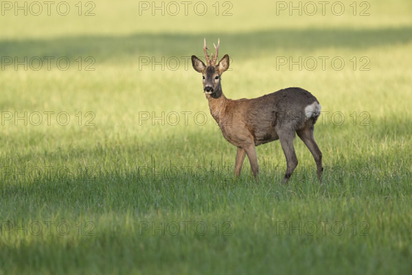 Roebuck (Capreolus capreolus), standing in a meadow, Lake Neusiedl National Park, Seewinkel, Burgenland, Austria, Europe