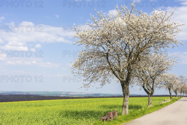 Fruit tree avenue in blossom, cherry tree (prunus) in blossom next to an almost blossoming rape field (brassica napus), Collm, Wermsdorf, Saxony, Germany, Europe