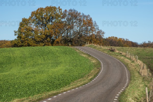 Curvy road through landscape in autumn and by fields with recently sown rapeseed in Ystad Municipality, Skåne County, Sweden, Scandinavia, Europe