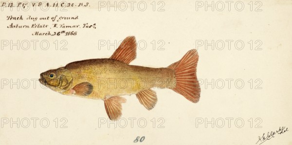 Tench, Tinca tinca, tench or doctor fish, fish, reproduction of an original, by Frank Edward Clarke (b. 1849, d. 1899), ichthyologist and scientific draughtsman