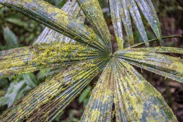 Moss growing on a leaf in the tropical rainforest, Corcovado National Park, Osa Peninsula, Puntarena Province, Costa Rica, Central America