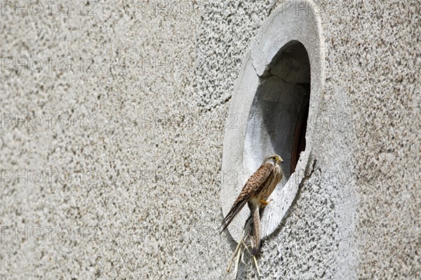 Kestrel (Falco tinnunculus) at the breeding site, Common Kestrel at the entrance hole of a house wall, Dessau-Roßlau, Saxony-Anhalt, Germany, Europe