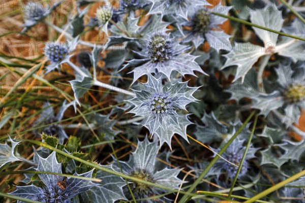 Beach thistle, dune landscape, detail, Boyeeghter Beach, Murder Hole Beach, Sheephaven Bay, Rosguill Peninsula, Donegal, Ireland, Europe