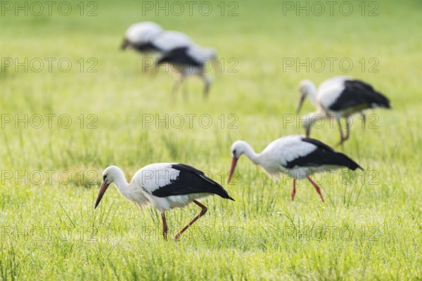 White storks (Ciconia ciconia) foraging in a meadow in the early morning, dew beads on the grass, Lower Saxony, Germany, Europe