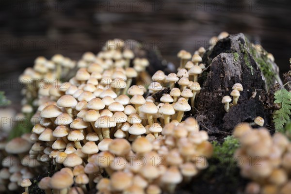 Conifer tuft (Hypholoma capnoides), also known as honey agaric, grows on a dead tree stump in a forest, an edible mushroom species from the family of the Träuschlingsverwandte, Baden-Württemberg, Germany, Europe