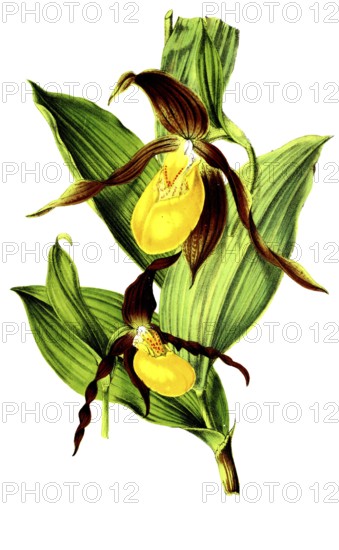 Cypripedium pubescens, Cypripedium macranthos, plant and flower, digitally reworked reproduction of an original from the 19th century