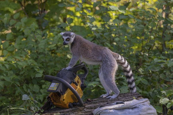 One ring-tailed lemur (Lemur catta) with a chainsaw on a log. A green forest in the background