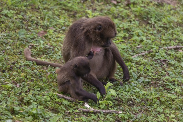 One female Gelada (Theropithecus gelada), or bleeding-heart monkey with her baby grazing on a green meadow