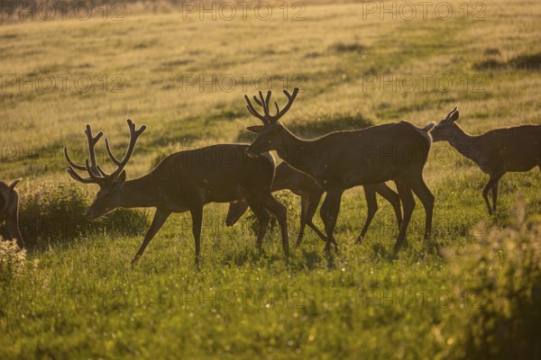 Two male Altai maral, Altai wapiti or Altai elk (Cervus canadensis sibiricus) roaming over a meadow together with some female animals in very late evening light