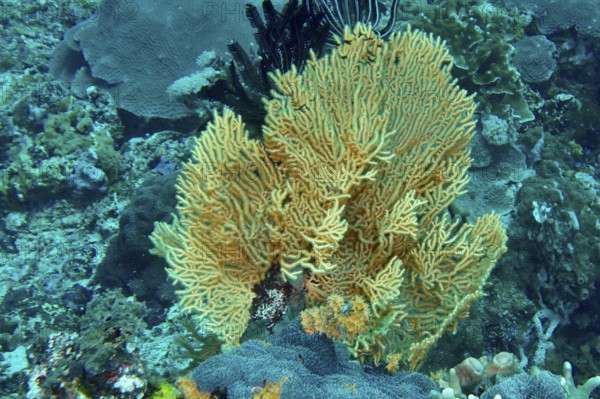 Vivid fan-shaped Yellow gorgonian (Echinogorgia) in turquoise water, dive site SD, Nusa Ceningan, Nusa Penida, Bali, Indonesia, Asia