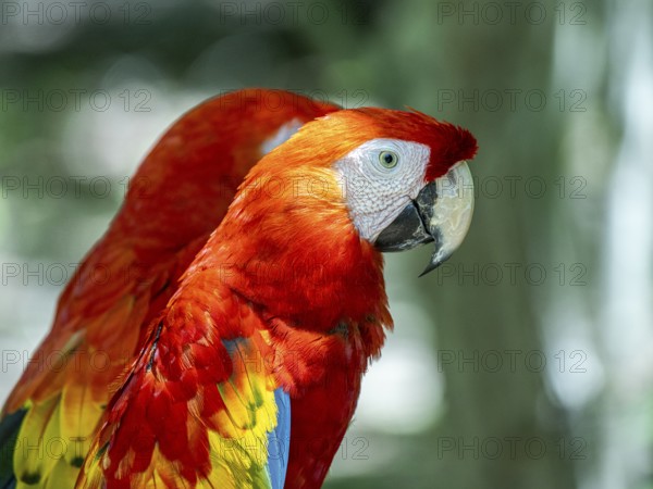 Scarlet macaw (Ara macao), Aviario Nacional de Colombia, Via Baru, Province of Cartagena, Bolivar, Colombia, South America