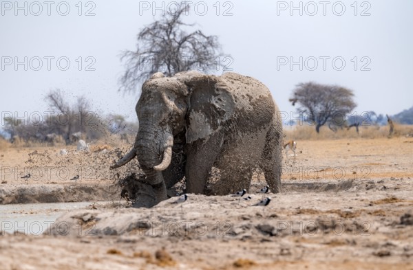 African elephant (Loxodonta africana), taking a mud bath at the waterhole, splashing water, Nxai Pan National Park, Botswana Botswana