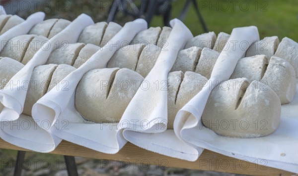 Moulded loaves of bread ready for baking, between a linen cloth, Münsterland, North Rhine-Westphalia, Germany, Europe