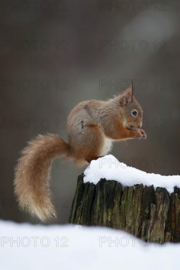 Red squirrel (Sciurus vulgaris) adult animal feeding on a nut on a tree stump covered in snow in winter, Scotland, United Kingdom, Europe