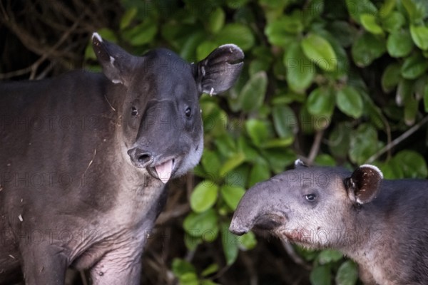 Baird's tapir (Tapirus bairdii), mother and young, looking into the camera, sticking out the tongue, animal portrait, funny, in the rainforest, Corcovado National Park, Osa, Puntarena Province, Costa Rica, Central America