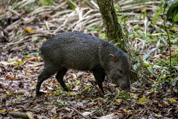 Collared peccary (Pecari tajacu) foraging in the rainforest, Corcovado National Park, Osa, Puntarena Province, Costa Rica, Central America