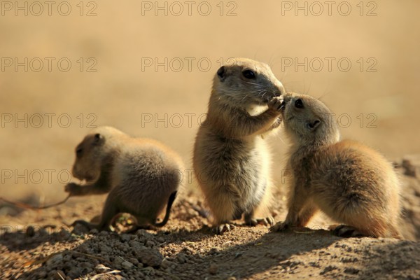 Black-tailed prairie dog (Cynomys ludovicianus), three young animals eating, social behaviour, siblings, North America