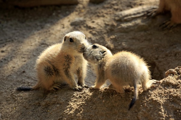 Black-tailed prairie dog (Cynomys ludovicianus), two young animals, at the den, siblings, social behaviour, North America