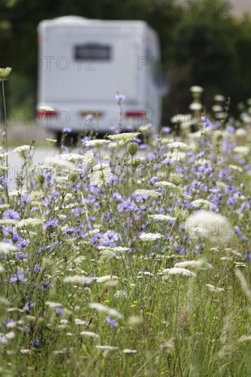 Roadside planting with chicory, July, Germany, Europe