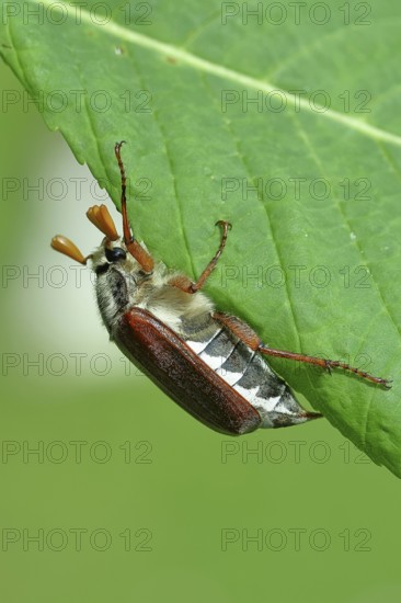 Northern cockchafer (Melolontha hippocastani), male, on a leaf of a horse chestnut (Aesculus hippocastanum), Wilnsdorf, North Rhine-Westphalia, Germany, Europe