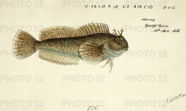 Blennies, also Blenniids, Unscaled Blennies or Naked Blennies, Blenniidae, Blenny, Combtooth blennies are blenniiformids, percomorph marine fish of the family Blenniidae, fish, reproduction of an original, by Frank Edward Clarke (b. 1849, d. 1899), ichthyologist and scientific draughtsman