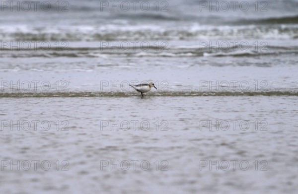 Sanderling Limikole, Usedom, September, Mecklenburg-Western Pomerania, Germany, Europe