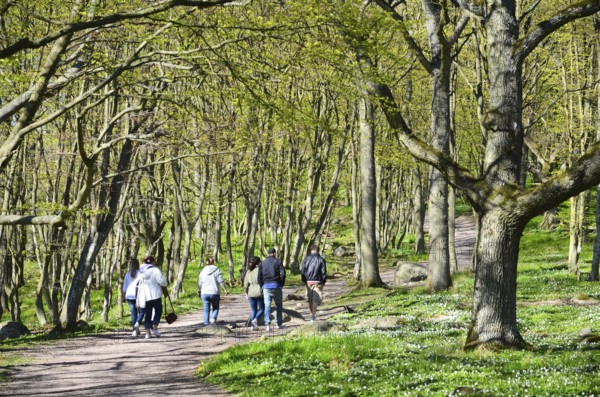 Hikers through forest in spring in Stenshuvud national park, Simrishamn municipality, Skåne county, Sweden, Scandinavia, Europe