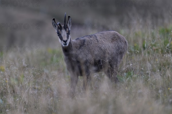 Chamois (Rupicapra rupicapra), Vosges, France, Europe