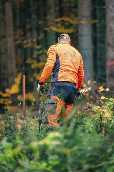 Forestry worker in orange clothing plants trees in autumn forest, tree planting campaign, Waldbike Calw, district of Calw, Black Forest, Germany, Europe