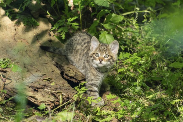 A young kitten in the forest looks curiously into the camera, wildcat (Felis silvestris), kittens, Germany, Europe