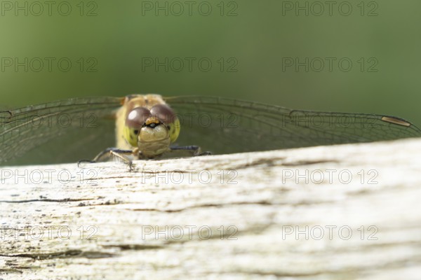 Common darter dragonfly (Sympetrum striolatum) adult insect resting on a wooden log, Suffolk, England, United Kingdom, Europe