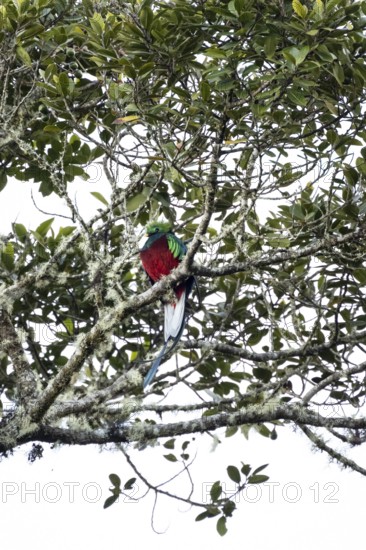 Resplendent quetzals (Pharomachrus mocinno) sitting on a tree in the cloud forest, Parque Nacional Los Quetzales, Costa Rica, Central America