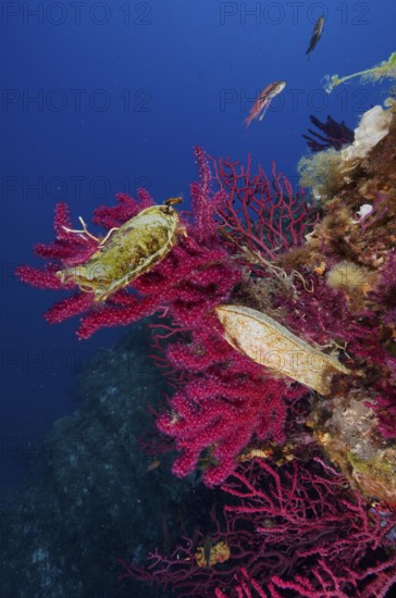 Egg capsule of large spotted catshark (Scyliorhinus stellaris) attached to Violescent sea-whip (Paramuricea clavata) with open polyps in the Mediterranean Sea near Hyères. Dive site Giens Peninsula, Provence Alpes Côte d'Azur, France, Europe