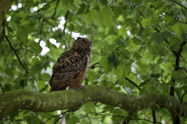 Eurasian eagle-owl (Bubo bubo), adult male, sitting in a tree, Ewald colliery, Herten, Ruhr area, North Rhine-Westphalia, Germany, Europe