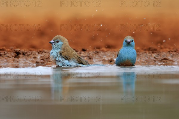 Angolan butterfly finch (Uraeginthus angolensis), blue-eared butterfly finch, adult, two birds, at the water, bathing, Kruger National Park, Kruger National Park, Krugerpark, South Africa, Africa