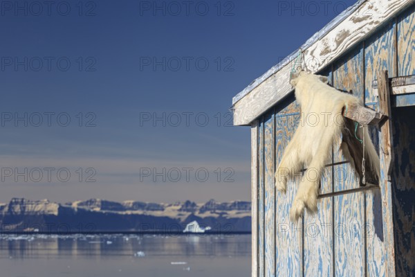 Polar bear skin hanging on house, Inuit settlement on fjord in front of mountains, sunny, Ittoqqortoormiit, Scoresby Sund, East Greenland, Greenland, North America