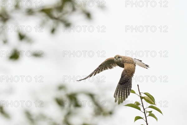 A female Common Kestrel (Falco tinnunculus) flying over a branch with a clear sky in the background, Hesse, Germany, Europe