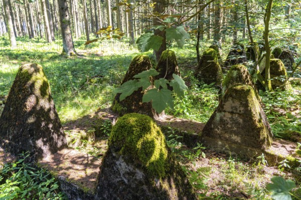 Remains of the former Westwall, anti-tank barriers, on the border with Belgium, in a forest near the village of Miescheid, North Rhine-Westphalia, Germany, Europe