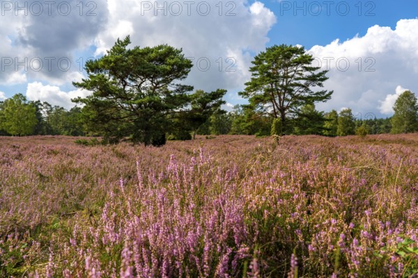 Heather blossom of the heather, in the Büsenbach valley, Lüneburg Heath nature reserve, Lower Saxony, Germany, Europe