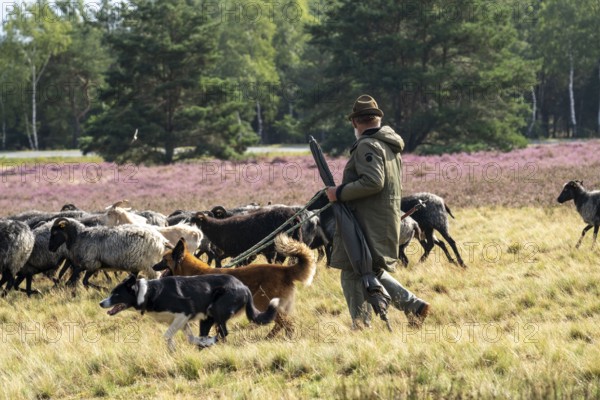 Heidschnucken herd, in the Höpener Heide, Schneverdingen, heather blossom of the broom heather, in the Lüneburg Heath nature reserve, Lower Saxony, Germany, Europe