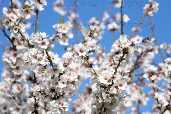 Almond blossom on Majorca, from January to March many hundreds of thousands of almond trees blossom on the Balearic island, Majorca, Spain, Europe