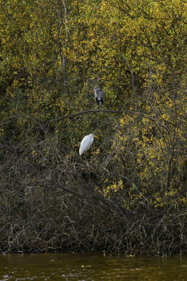 Great egret (Ardea alba) lingering together on branches on the shore of the Steinhuder Meer, Steinhuder Meer, Mardorf, Neustadt am Rübenberge, Germany, Europe