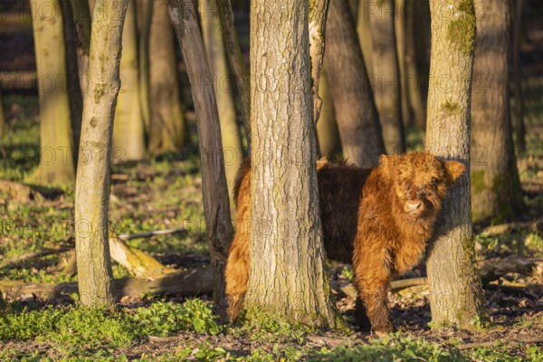 A Highland calf (Bos primigenius taurus) stands in a forest