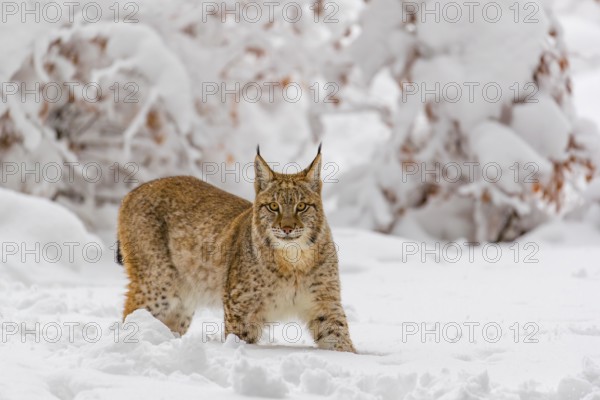 One young male Eurasian lynx, (Lynx lynx), walking through deep snow covered undergrowth in a forest