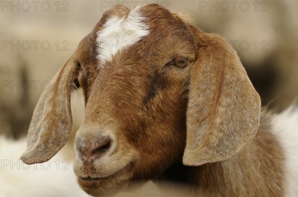 Close-up of a brown and white goat's head with large ears, Boer goat (Capra aegagrus hircus), Franconia