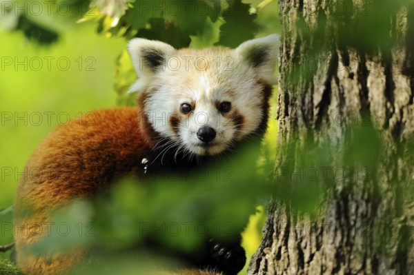 Red panda looking curiously from behind a tree, Red panda (Ailurus fulgens), captive, Germany, Europe